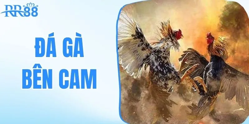 đá gà bên cam